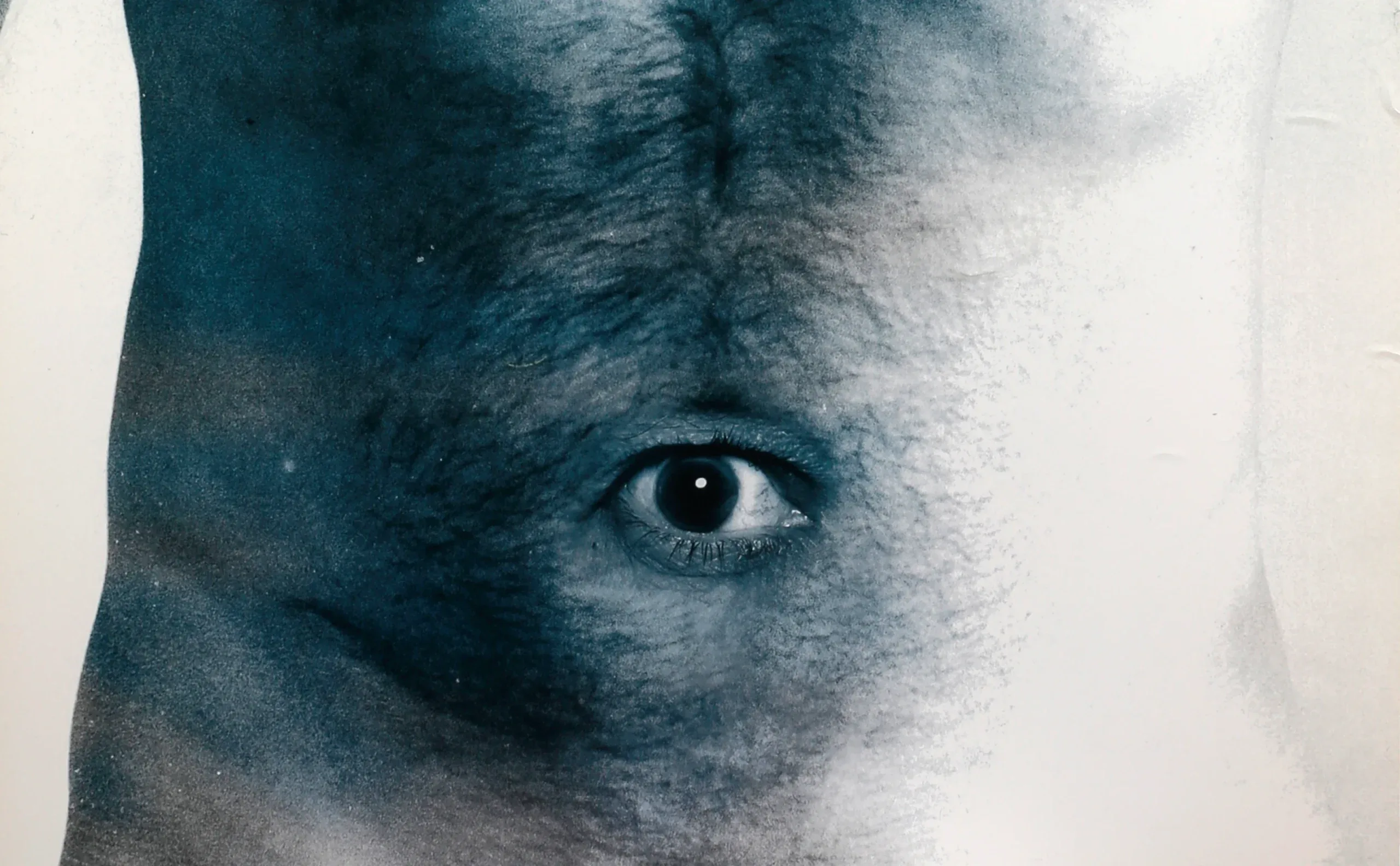 Split Film Festival 2026 event poster